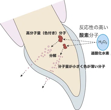 ホワイトニングの仕組み